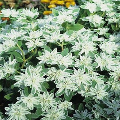 #ad Snow on the Mountain 25 Seeds BOGO 50% off SALE $3.79
