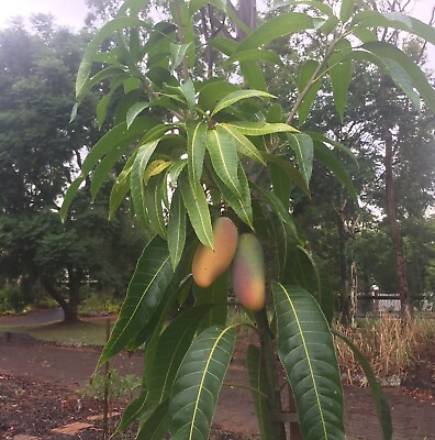 #ad Mango Mahachanok mangifera Tropical Fruit Tree 12” 24quot; $27.99