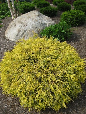 #ad Golden Mop False Cypress Chamaecyparis Outside Bonsai 4quot; Pot $16.99