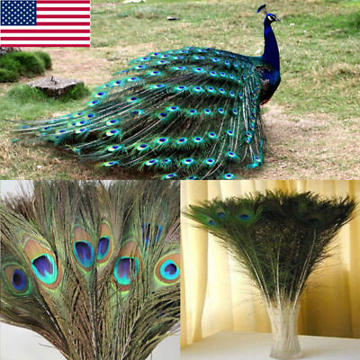 #ad 10Pcs DIY Natural Peacock Tail Feathers Wedding Festival Party Home Decoration $2.80