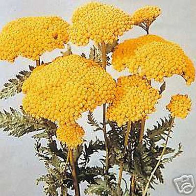 #ad Yarrow Cloth of Gold Yellow 250 Seeds BOGO 50% off SALE $3.79